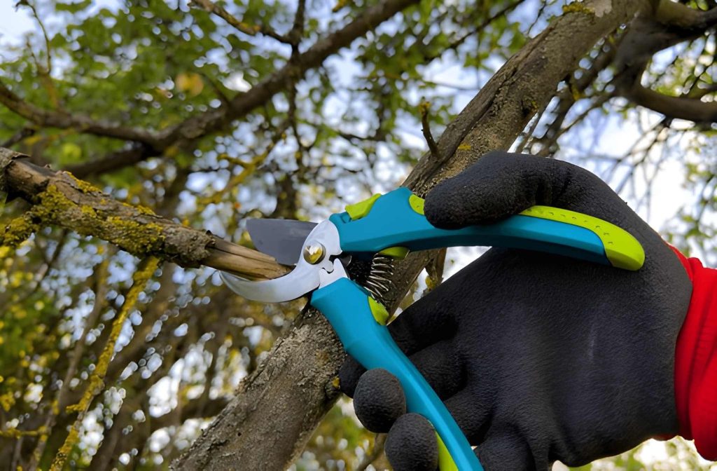 Pruning